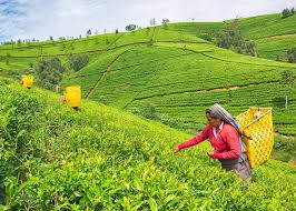 Scenic Tea Plantation Drive