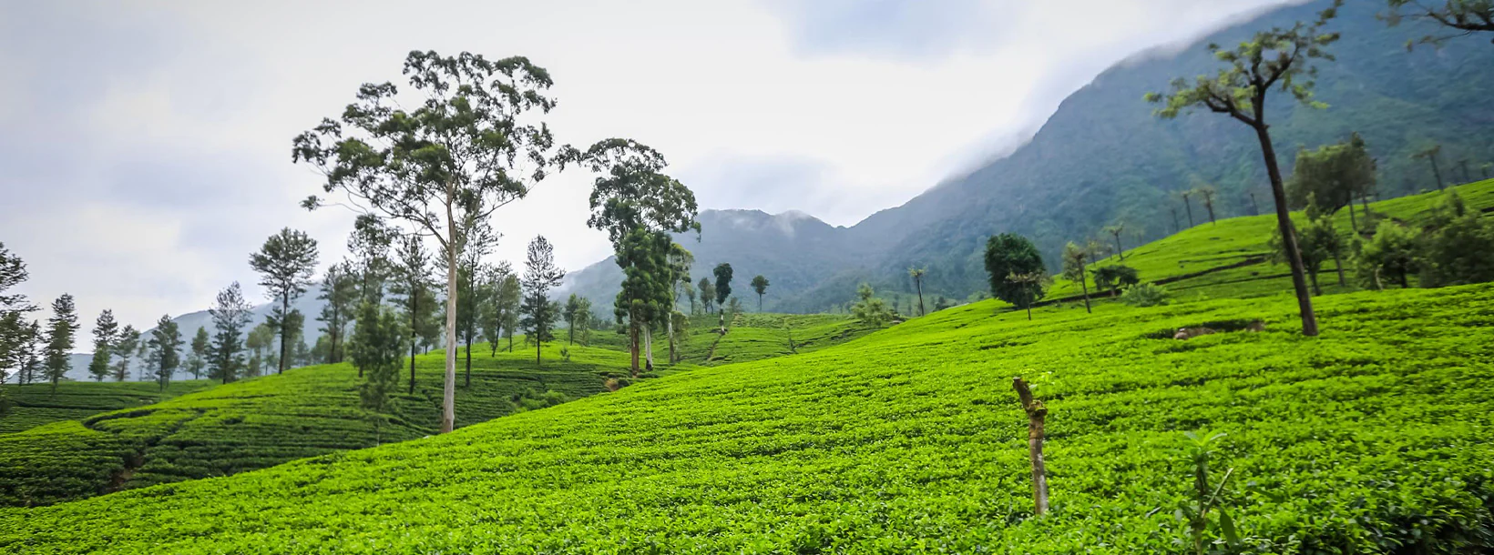 Scenic Tea Plantation Drive